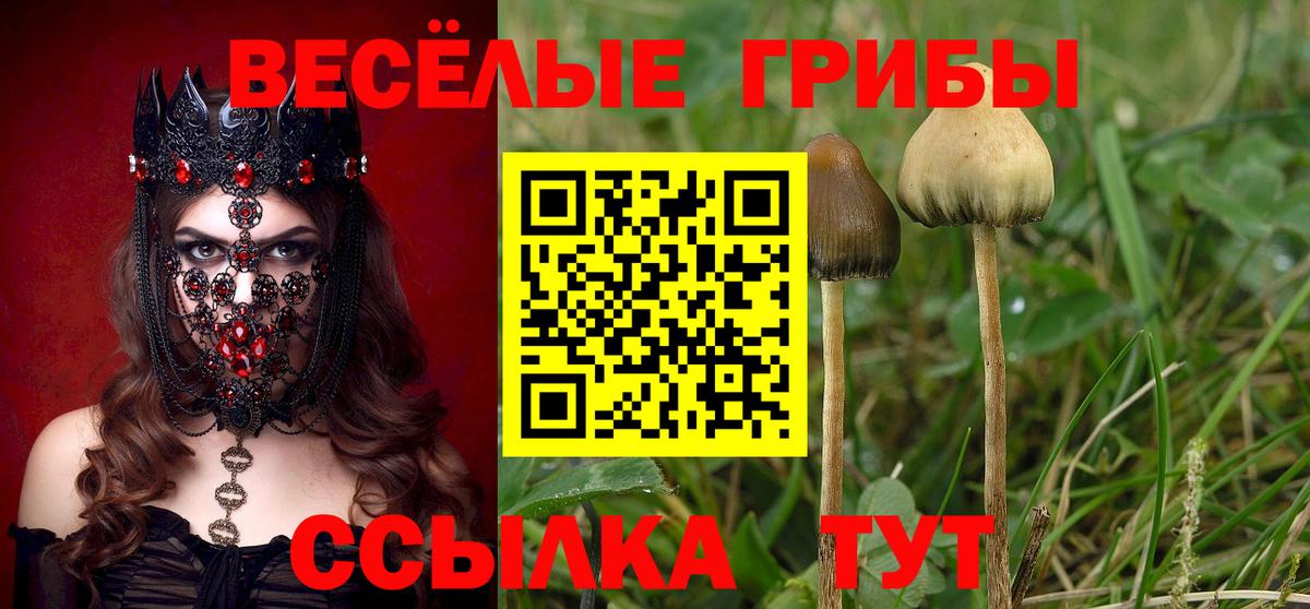 Псилоцибиновые грибы мицелий Владикавказ